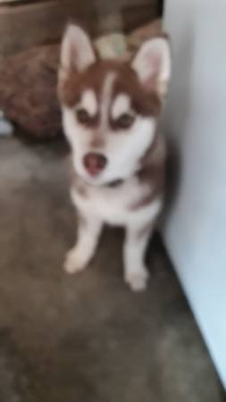 Husky 8 Month Old -Rehoming (twin peaks / diamond hts)